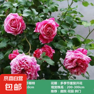 薔薇花苗爬藤植物藤本月季四季開花卉特大濃香型玫瑰盆栽庭院陽臺 伊蕾莎士特【四季大花條紋】 1.6米高左右【多分枝當(dāng)年開花】推薦