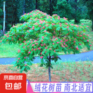 合歡樹苗絨花樹苗庭院陽(yáng)臺(tái)苗木耐冬茶花樹苗四季不落葉茶花大樹 合歡樹苗2cm粗