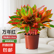 大盆萬年紅盆栽吉利紅如意紅掌室內(nèi)外好養(yǎng)客廳旺宅綠植物四季好養(yǎng) 特A級大盆萬年紅25-35cm【基地原盆】
