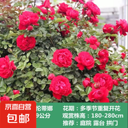 薔薇花苗爬藤植物藤本月季四季開花卉特大濃香型玫瑰盆栽庭院陽臺 蒂娜【四季大花濃香】 1.6米高左右【多分枝當(dāng)年開花】推薦