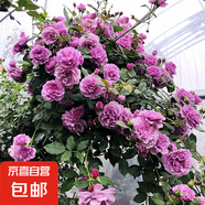 爬藤植物藤本月季花苗四季花卉濃香型玫瑰盆栽庭院陽臺薔薇花苗 薰衣草花環(huán) 帶土發(fā)貨 100-120厘米高