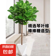 大型植物發(fā)財樹(shù)各種大顆盆栽開(kāi)業(yè)喬遷客廳辦公室內好養大型綠植 琴葉榕1-1.3米+菱形樹(shù)脂盆