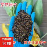 林木種子藥材種子花草種子四季播種開花易活花卉苗庭院室外花種籽 黃金亞麻種子 250克