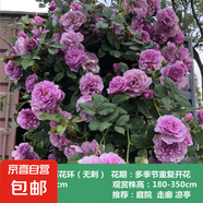 薔薇花苗爬藤植物藤本月季四季開(kāi)花卉特大濃香型玫瑰盆栽庭院陽(yáng)臺 薰衣草花環(huán)【四季大花濃香】無(wú)刺 母本1.8米-2米高【當年成景】
