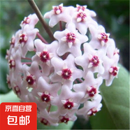 當(dāng)年開花球蘭四季吊蘭爬藤攀援植物心葉心型球蘭帶花大苗 （紅舞）4-5顆當(dāng)年開花 原盆+掛鉤