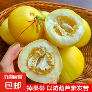 山東新下頭茬黃河蜜罐景甜5號 景甜5號4.5-5斤