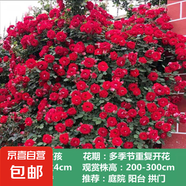 薔薇花苗爬藤植物藤本月季四季開花卉特大濃香型玫瑰盆栽庭院陽臺 小女孩【四季中花多頭】 1.6米高左右【多分枝當(dāng)年開花】推薦