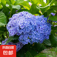 繡球花苗盆栽庭院花八仙花盆栽繡球花大苗無盡夏繡球室卉室外庭院 花手鞠【8號】原土發(fā)貨【當(dāng)年開花】