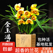 建蘭小中國龍 中矮種有香味的蘭花苗 夏帶花苞出售花卉好養(yǎng)盆栽 【買2送1】金玉滿堂2苗收藏送盆 不含盆