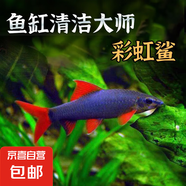 清潔魚清道夫金苔鼠吃藻類彩虹鯊吃殘?jiān)鍧嶔~缸熱帶觀賞魚工具魚 彩虹鯊2條 3-5cm(公母隨機(jī))