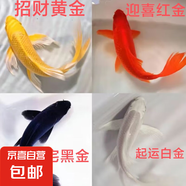中國(guó)紅冷水淡水觀賞魚錦鯉魚活魚金魚小型好養(yǎng)紅鯉魚純種小錦鯉 6-8CM黑白黃紅各一條