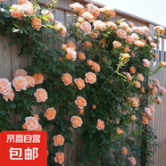爬藤植物藤本月季花苗四季花卉濃香型玫瑰盆栽庭院陽臺(tái)薔薇花苗 甜夢(mèng) 帶土發(fā)貨 50-70厘米高