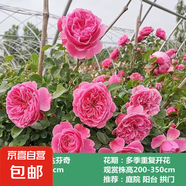 薔薇花苗爬藤植物藤本月季四季開花卉特大濃香型玫瑰盆栽庭院陽臺 粉色達(dá)芬奇【四季大花濃香】 1.6米高左右【多分枝當(dāng)年開花】推薦
