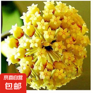 當(dāng)年開花球蘭四季吊蘭爬藤攀援植物心葉心型球蘭帶花大苗 （大黃）4-5顆當(dāng)年開花 原盆+掛鉤