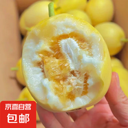 山東新下頭茬黃河蜜罐景甜5號 景甜5號1.5斤