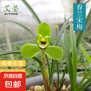 建蘭小中國龍 中矮種有香味的蘭花苗 夏帶花苞出售花卉好養(yǎng)盆栽 春蘭宋梅2苗連體 不含盆