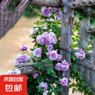 1.5米薔薇爬藤月季花樹苗特大花庭院綠化植物四季開花花卉盆栽 薰衣草花環(huán) 1-1.3米大苗