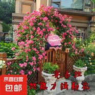 薔薇花苗爬藤植物藤本月季四季開(kāi)花卉特大濃香型玫瑰盆栽庭院陽(yáng)臺 安吉拉【四季中花多頭】 母本1.8米-2米高【當年成景】