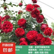薔薇花苗爬藤植物藤本月季四季開(kāi)花卉特大濃香型玫瑰盆栽庭院陽(yáng)臺(tái) 紅色龍沙寶石【四季大花濃香】 母本1.8米-2米高【當(dāng)年成景】