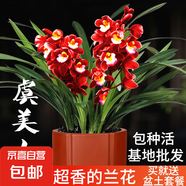 建蘭小中國龍 中矮種有香味的蘭花苗 夏帶花苞出售花卉好養(yǎng)盆栽 【買1送1】虞美人3苗收藏送盆土 不含盆