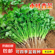 【隨種隨吃】調(diào)料菜種子組合春季四季易種耐熱陽臺盆栽通種蔬菜 小葉香菜種子1包約1000粒 一包約1000粒