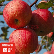 蘋果樹苗嫁接果樹苗木紅富士冰糖心庭院陽(yáng)臺(tái)盆地栽南北方果樹苗 冰糖心蘋果5年苗【當(dāng)年結(jié)果】