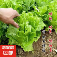 【京東物流】蔬菜種子四季播盆栽陽臺庭院香菜生菜菠菜簡單秋易種 玻璃生菜種子1包約1000粒