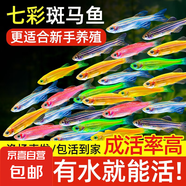 熱帶觀賞魚七彩斑馬魚紅綠燈科魚小型冷水淡水群游好養(yǎng)活的練手魚 2-3cm糖果斑馬12條隨機(jī)搭配