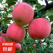 蘋(píng)果樹(shù)苗嫁接果樹(shù)苗木紅富士冰糖心庭院陽(yáng)臺盆地栽南北方果樹(shù)苗 嘎啦蘋(píng)果5年苗【當年結果】