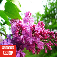 丁香花樹苗庭院陽臺盆地栽耐寒旱花卉嫁接高桿丁香樹苗綠植物苗木 紫丁香5年苗【當年開花】99%喜歡