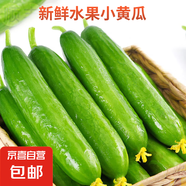 京喜加新鮮無刺水果小黃瓜小青瓜脆甜荷蘭脆嫩生吃黃瓜蔬菜 泡沫箱裝 4斤 實惠裝