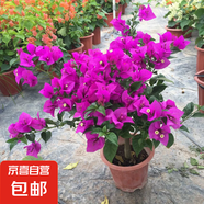 三角梅盆栽花苗綠植物重瓣庭院陽(yáng)臺(tái)爬藤攀援植物花卉樹苗盆景 紫嫣5年苗【當(dāng)年開花】