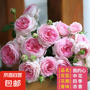 薔薇花苗爬藤植物藤本月季四季花卉特大濃香型玫瑰盆栽庭院陽臺 我的心【四季大花濃香】不含盆 高約20cm