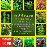 【京東物流】水草套餐 好養(yǎng)耐活真水草植物綠菊大葉綠九冠魚缸 紅綠搭配八杯水草（吸底杯）超值推薦
