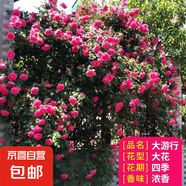 薔薇花苗爬藤植物藤本月季四季花卉特大濃香型玫瑰盆栽庭院陽臺 大游行【四季大花濃香】不含盆 高約20cm