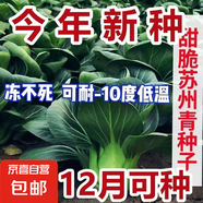 【京東物流】蔬菜種子四季播盆栽陽臺庭院香菜生菜菠菜簡單秋易種 黑葉蘇州青種子1包約1000粒