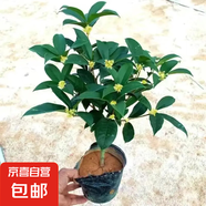 四季桂花樹苗耐寒花卉陽(yáng)臺(tái)金丹桂盆栽庭院老樁濃香型花期長(zhǎng) 四季桂3年苗/高30-40cm+肥料