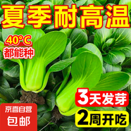 【爆款?】上海抗熱605上海青小油菜青菜小白菜種子四季農(nóng)家庭院 上?？篃?05種子 5包約5000粒