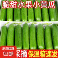 山東壽光水果黃瓜生吃脆新鮮荷蘭青瓜當(dāng)季無刺小黃瓜源頭直發(fā) 精品水果黃瓜1斤嘗鮮 1斤
