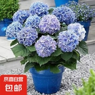 繡球花苗盆栽庭院花卉大花繡球八仙花盆栽無盡夏繡球室內(nèi)庭院花卉 23細(xì)高跟【3-4個分枝】+肥料