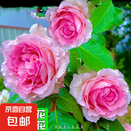 四季開花薔薇花苗多花月季花苗特大花大苗濃香型爬藤攀援植物歐月 羅依1-1.3米左右【精選大苗】