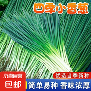 【隨種隨吃】調(diào)料菜種子組合春季四季易種耐熱陽臺盆栽通種蔬菜 四季小香蔥1包約1000粒 一包約1000粒