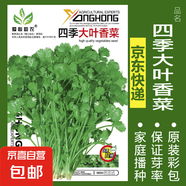 可食用薄荷種子留蘭香檸檬苗貓薄荷四季播種室內(nèi)陽臺盆栽蔬菜籽子 四季大葉香菜約1000粒