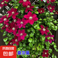 鐵線蓮大苗爬藤植物盆栽帶花苞烏托邦銀幣罔空庭院陽臺(tái)四季開花卉 夏爾曼-精選大苗多分枝
