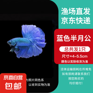 泰國斗魚小型熱帶觀賞魚魚活體網(wǎng)紅小寵好養(yǎng)耐活小型淡水魚半月公 藍(lán)色半月公1條