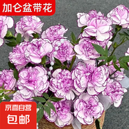 康乃馨鮮花大盆栽帶花苞年宵花客廳擺件花卉室內(nèi)綠植四季開(kāi)花植物 【帶花苞】蕾絲紫康乃馨+加侖盆