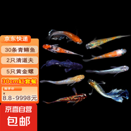 青鳉魚 漁場直發(fā)手提袋魚缸活體風水魚花瓶招財魚魚食飼料淡水魚冷水魚小型好養(yǎng)活桌面魚缸擺件 【30厘米魚缸套餐】30條青鳉魚+清缸套