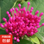 丁香花樹苗庭院陽臺盆地栽耐寒旱花卉嫁接高桿丁香樹苗綠植物苗木 玫紅色丁香5年苗【當年開花】