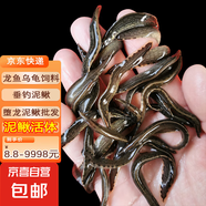 活泥鰍 戶外垂釣釣魚專用餌料飼料魚本地金鰍鮮活淡水烏龜龍魚飼料活體泥鰍批發(fā) 泥鰍專用飼料1包15克