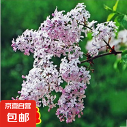 丁香花樹苗庭院陽臺盆地栽耐寒旱花卉嫁接高桿丁香樹苗綠植物苗木 粉色丁香5年苗【當年開花】